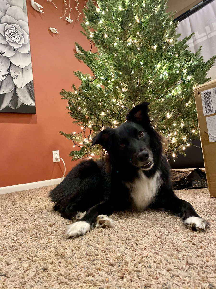 _Lindsay_Rae's tweet photo. @dog_rates @bestfriends @Trupanion https://t.co/UK0HQaJmb8