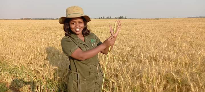 NNehoreka's tweet photo. In a statement, @MoLAWRR_Zim Minister Dr Anxious Masuku said @Government_Zim is in the process of identifying #multiple #ownerships, #abandoned, #derelict and #underutilised #farms so that they would be #redistributed to other people. https://t.co/uA3aKJxC80