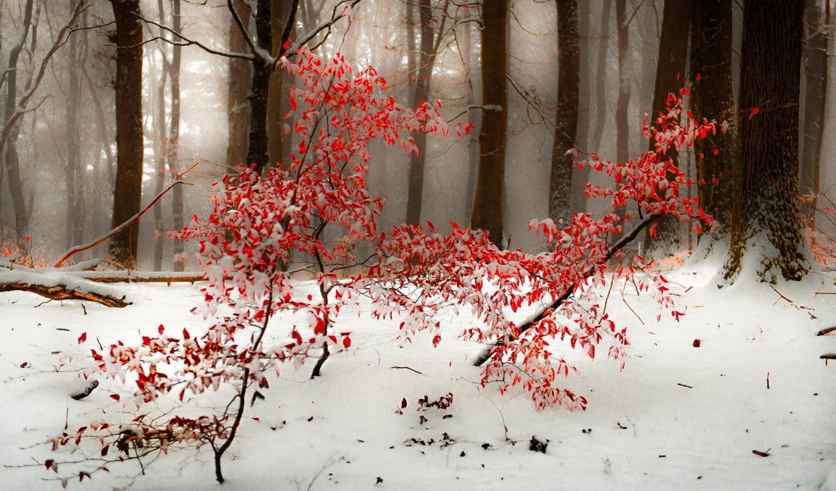 .

Una parola gentile può 
riscaldare tre mesi invernali

./Proverbio giapponese

#solstiziodinverno
#21dicembre
settimana di Natale 🕯️

buona serata a tutti 

.

Ph/voyeurné flickr
.
.