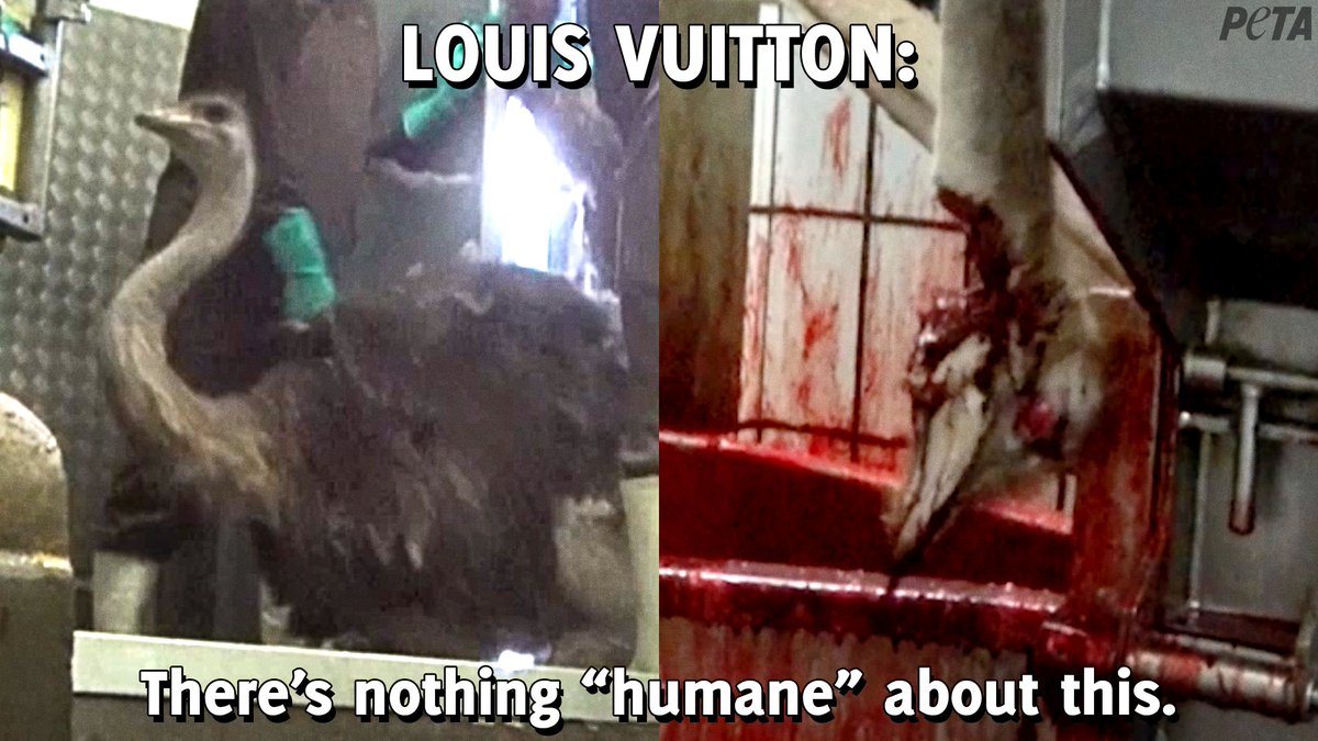 PETA on X: Retailer @LouisVuitton's suppliers keep crocodiles in appalling  conditions & treat ostriches badly, & then it sells bags &  accessories made from their skins. This debunks its statement that it