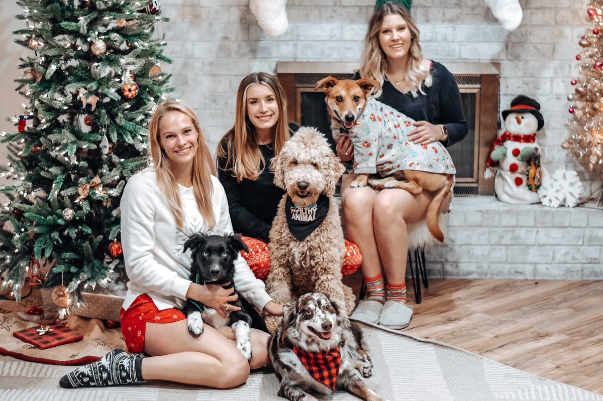 _kaydeelee_'s tweet photo. @dog_rates @bestfriends @Trupanion A whole bunch of festive puppers 🎄❄️🐶 https://t.co/J4y2HElUaT