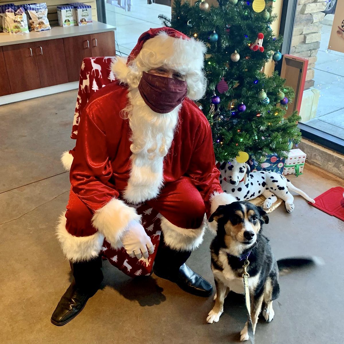 adavismom's tweet photo. @dog_rates @bestfriends @Trupanion Santa said Harley has been a very good girl this year ☺️ @WaysideWaifs thank you for giving us 7 years of the best gift ♥️ https://t.co/BBcSGoDHu5