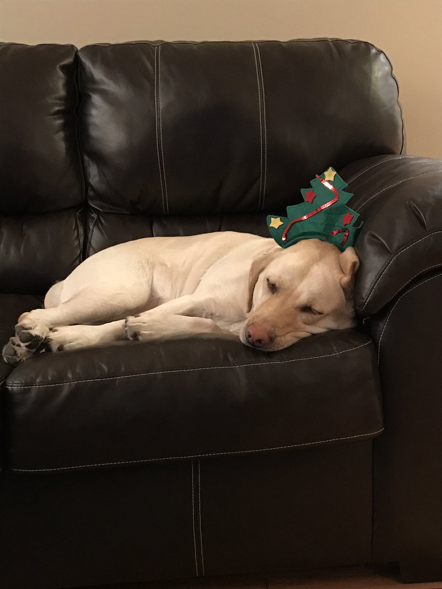 CMaxwell18's tweet photo. @dog_rates @bestfriends @Trupanion Stella had so much holiday spirit, she needed an extra snoozle https://t.co/N5HisS55N9