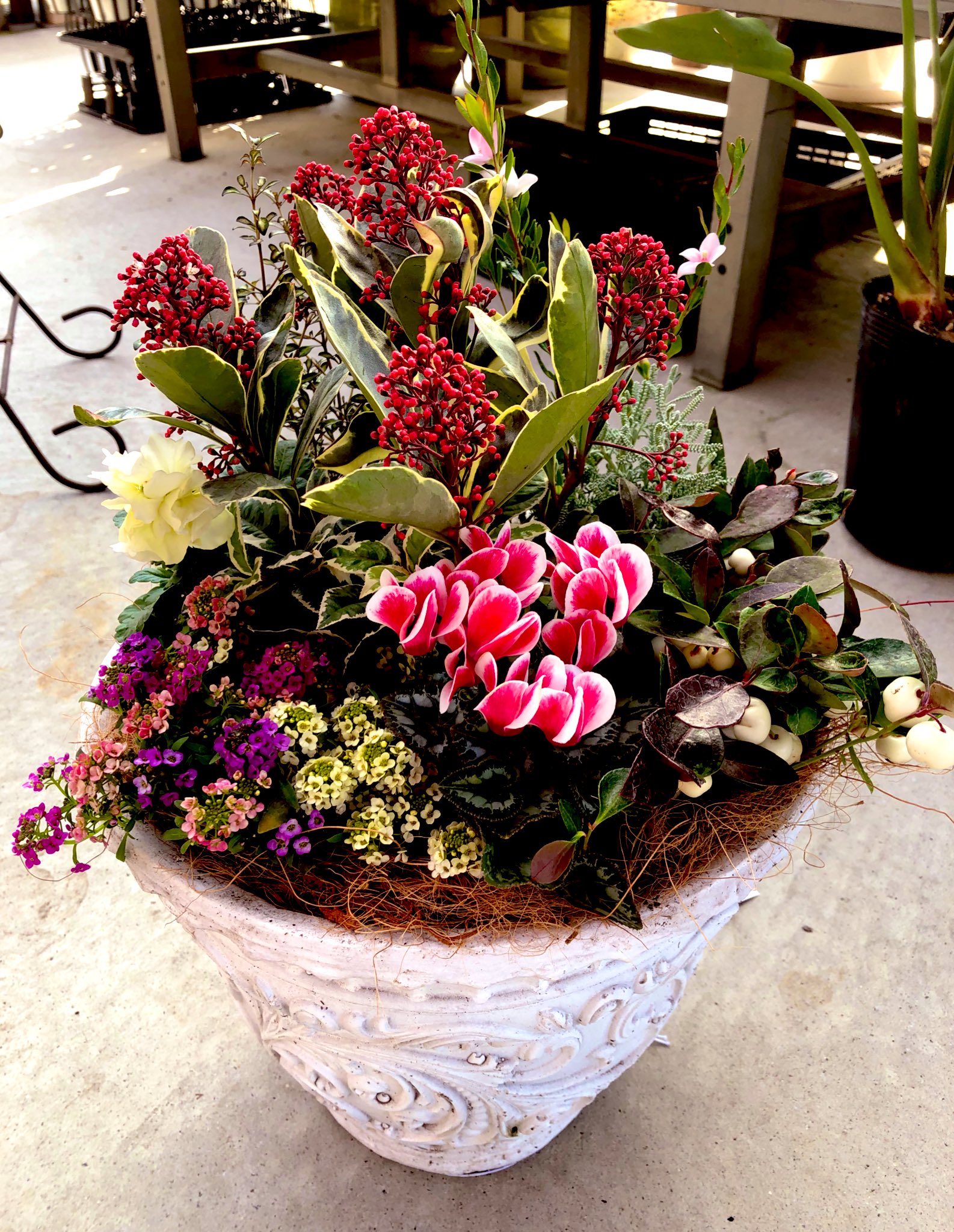 おれんじ にょ 寄せ植えつくりました その30 寄せ植え ガーデニング サザンクロス ピンクのモーツァルト ガーデンシクラメン スキミア ペローサ コプロスマ ビートソンズゴールド ゴールテリア サントリナ アリッサム ヤブコウジ 八重咲き