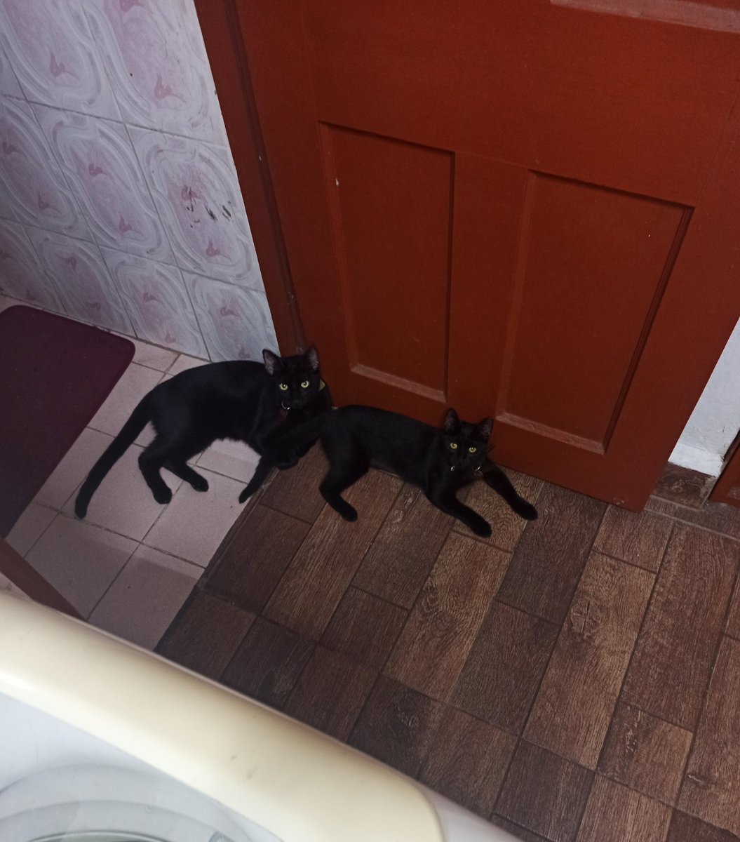 Midence_rocker's tweet photo. El gatikinder ya convive muy bien, puedo asegurarlo desde el día 1. #KeikoTheCat #NeoTheCat #kinderdecarboncitos https://t.co/Tzv3gChe8u