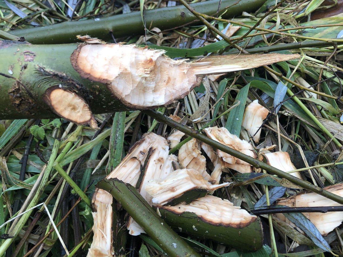 BAlmekinders's tweet photo. De #bever ‘s in de #stadsbossen van #almere in het #almeerderhout zijn weer druk bezig met de verbouwing. Heb jij deze 🦫 beversporen al gespot in het almeerderhout? #naarbuiten https://t.co/s5gOoQWoCo