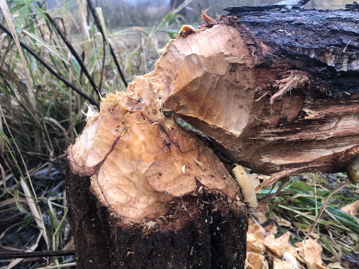 BAlmekinders's tweet photo. De #bever ‘s in de #stadsbossen van #almere in het #almeerderhout zijn weer druk bezig met de verbouwing. Heb jij deze 🦫 beversporen al gespot in het almeerderhout? #naarbuiten https://t.co/s5gOoQWoCo