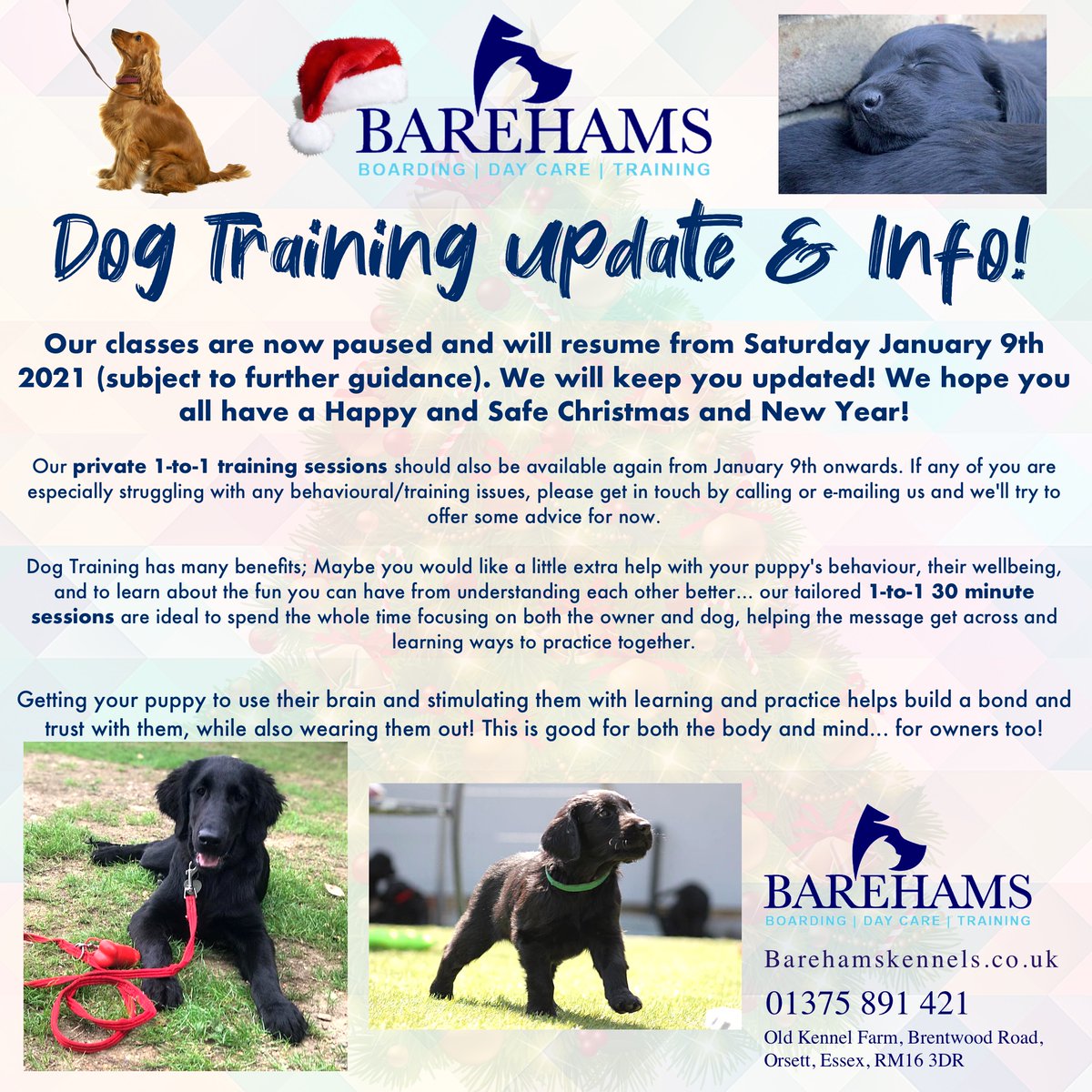 barehams dog training