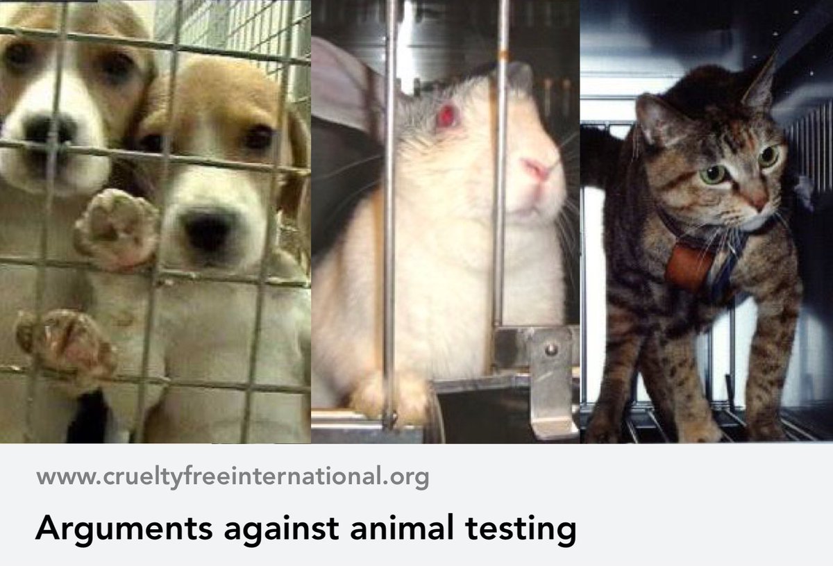 SAENonline's tweet photo. NOT SURPRISING that treatments showing ‘promise’ in animals rarely work in humans because diseases are artificially induced in #animals in an attempt to mimic the human disease. Animal testing is not only cruel BUT ineffective and dangerous! https://t.co/UGecJaAd8v #SAENonline https://t.co/ND2czFY3Uc