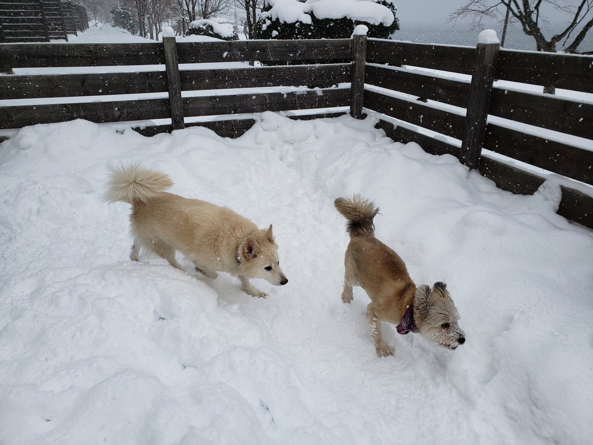 チャイコスタ 帯広に未だほとんど雪が降らないので ちょっと遠くまで遠征 テンション上がりまくりのちゃい のそのそきいちゃん やっぱり雪遊びは楽しいね 仲良し二匹 雑種犬 犬のいる生活 雪遊び犬
