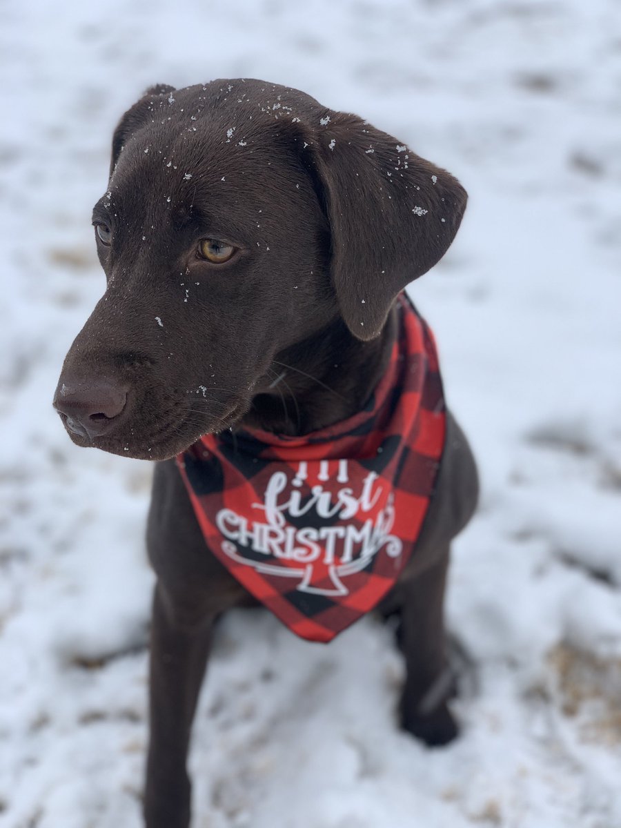 Just adding some cuteness to your Monday morning 😇 Twitter friends, meet my pup Lily! 🤍