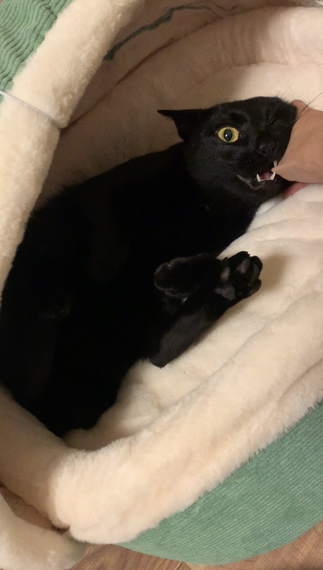 猫に噛まれた Twitter Search Twitter