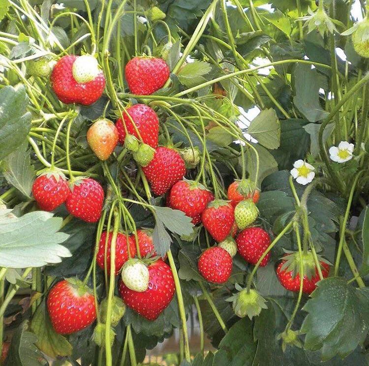 seokuva's tweet photo. strawberry fields 🍓🧺 https://t.co/pZdkWHXqiI