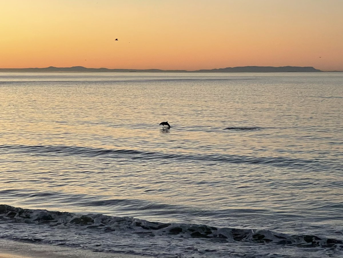 Casey's tweet photo. saw a baby dolphin on my run this morning. have a great week everyone https://t.co/4dOj0ykPYW