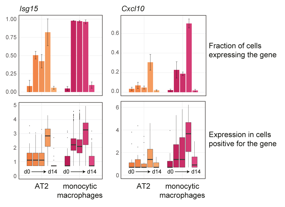 Strongest and earliest transcriptional response in the response is by monocytes/macrophages. Alveolar type 2 (AT2) cells, likely primary target for replication, respond only weakly. … (5/9)