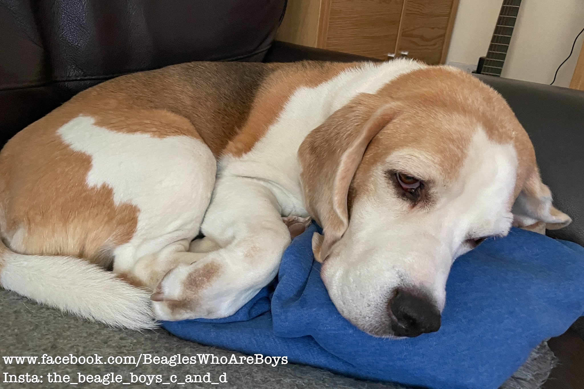 Beagle jumper clearance