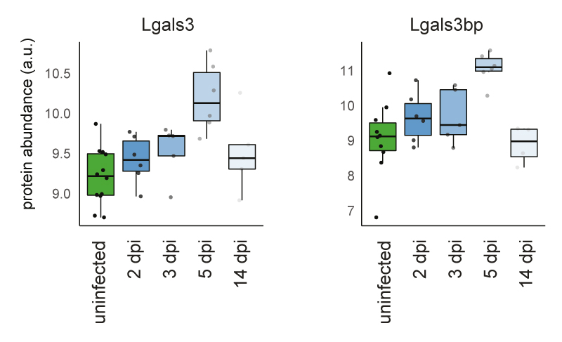 Proteomics was used to match with patient data, e.g. increase of Lgals3/Lgals3bp in the hamster lungs. … (4/9)