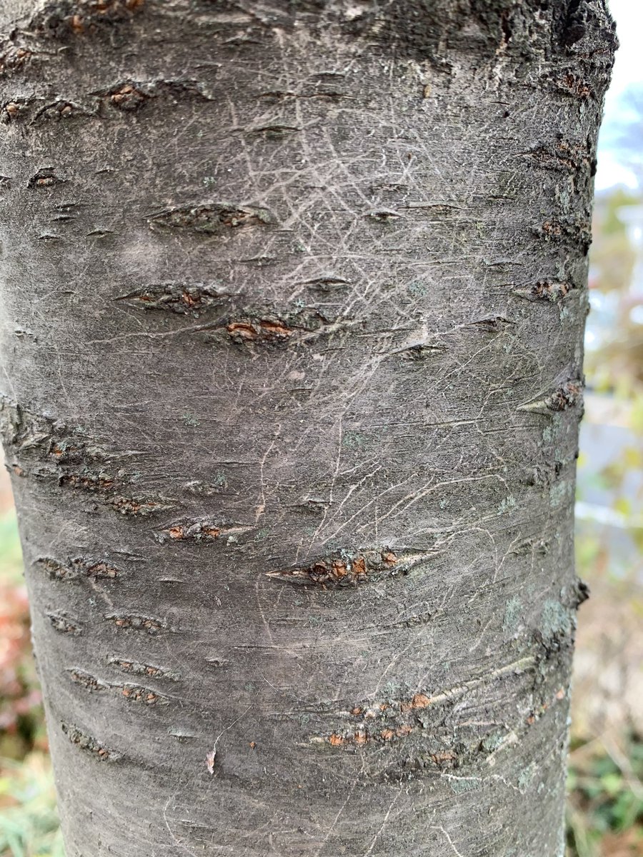 WDCGardener's tweet photo. Can you name that bark? Need a clue? The Washington Gardener Magazine cover story this month is on the beauty of bark, so I will share some bark pics over the next few days and quiz you on them. #gardendc #dmv #trees #bark #nofilter #picoftheday #treechat #barktexture #dc https://t.co/KRnlRynKlo