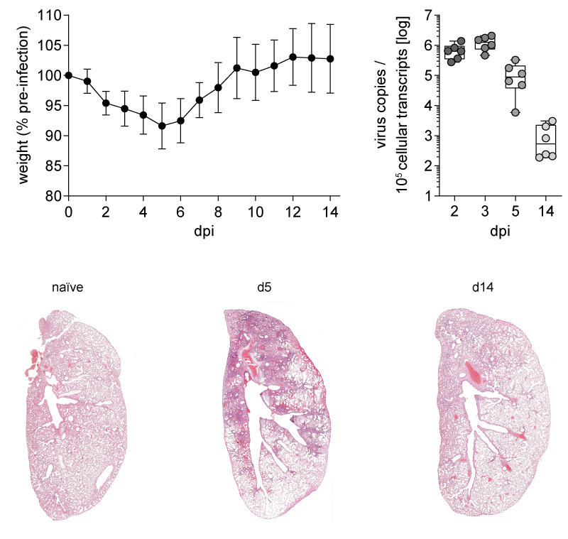 Syrian hamsters are a moderate disease model. They have quite some edemas in the lung, but recover after 10 days (see weight curve below and clearance of virus by RT-qPCR and staining). We have data from naive/2/3/5/14dpi. … (2/9)