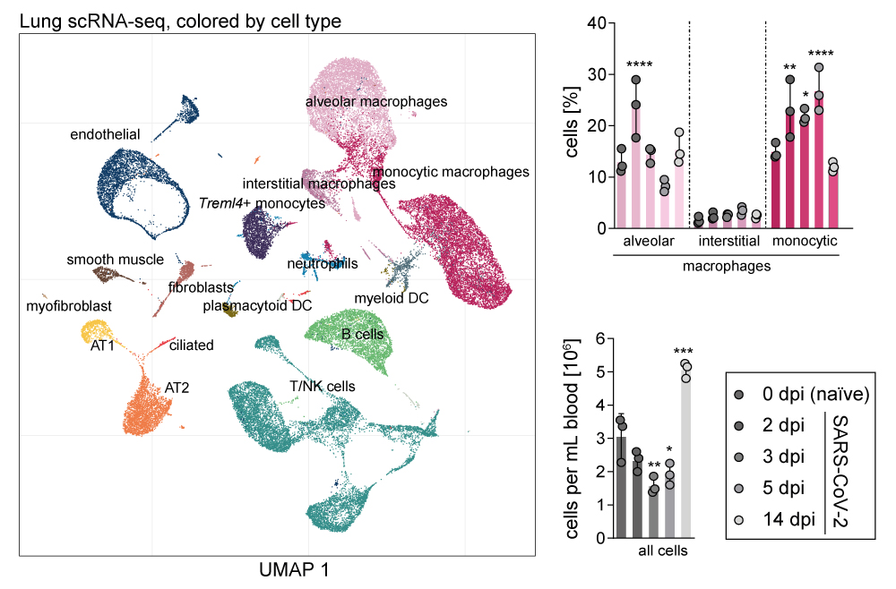 In the lung we determine all cell types, particularly also tissue cells (hardly captured in bronchoalveolar lavages from patients). We see influx of macrophages in the lung (top right) and lymphopenia in blood (bottom right). … (3/9)