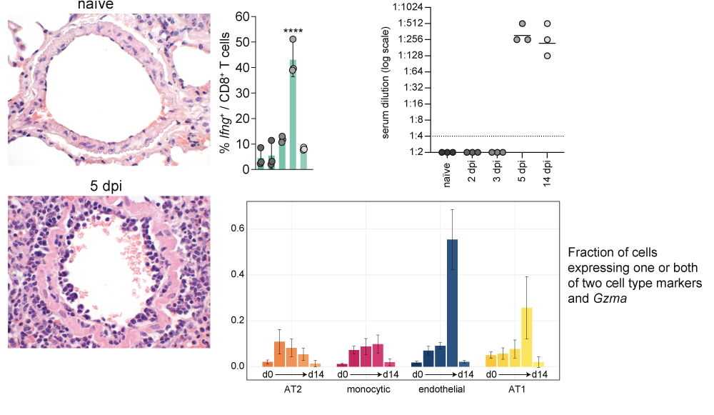 At 5dpi we see strong T cell activity, both in endothel stainings (left) and in the scRNA-seq (Interferon gamma activation, top middle) and "doublets"… (bottom right no indication of cytotoxic activity, more likely adherence/transmigration). And IgM (top right)! (9/12)