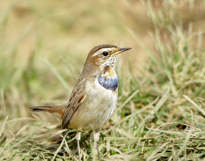 barbaraambrose1's tweet photo. Bluethroat @ Willow tree fen 2017
@Britnatureguide #ThreeDaysOfBirds2020 @WildlifeTrusts #willowtreefen #Lincolnshire https://t.co/eZD4MxjybI