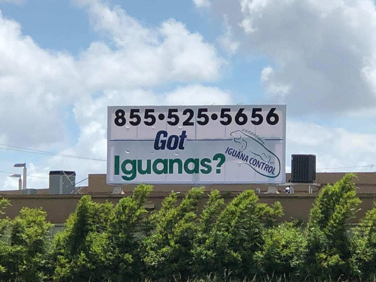 IguanaControl's tweet photo. Got Iguana?
.
Call us to help with your Iguana Problem! 855-525-5656
#iguanaflorida #greeniguana #iguanaproblem #iguanawild #iguanacontrol #coralspring #miami #southflorida #westpalmbeach https://t.co/zNJDye607K