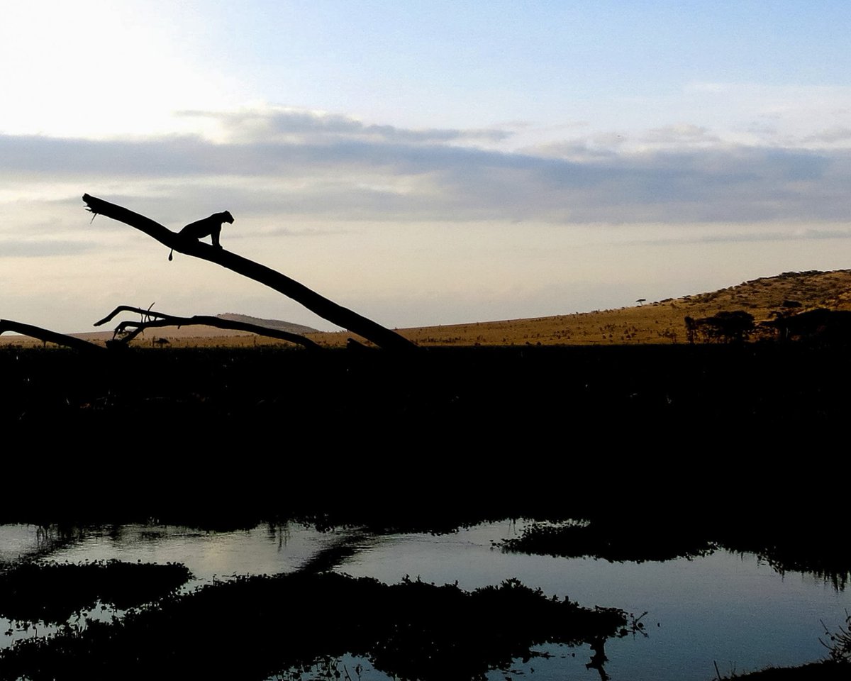 A great photo taken by India Tyndall.  Sometimes I think the lions want to have their photo taken ..........

#bigcat #lions #lewawildlifeconservancy #model #poser #wildlifephotography #kenya #safari #bushandbeyond #wildlifewildliving