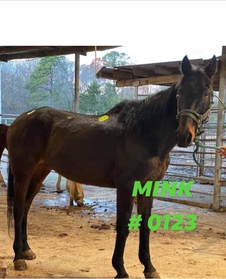 Mink needs donations! Ships at noon today! Feathered Friends trying to raise funds. Please help! paypal.com/invoice/p/#3AD…