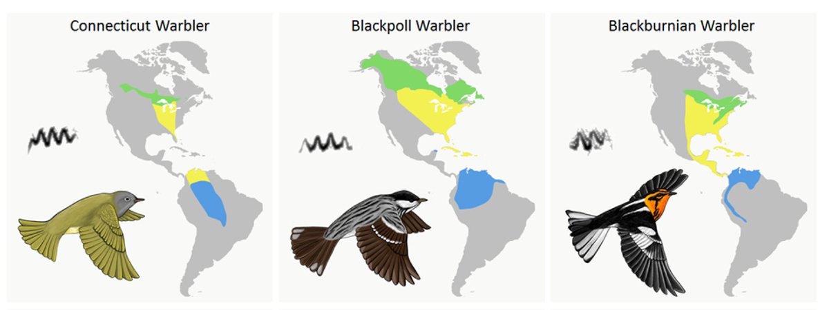 DMennill's tweet photo. Accepted! "The evolution of Wood Warbler flight calls: species with similar migrations produce acoustically similar calls." Coming in 2021 to Evolution.
This new study was led by PhD student @ZachGayk with @ColSciSimpson and me. Congrats Zach! An amazing way to end the semester! https://t.co/HX0UEJMj4v