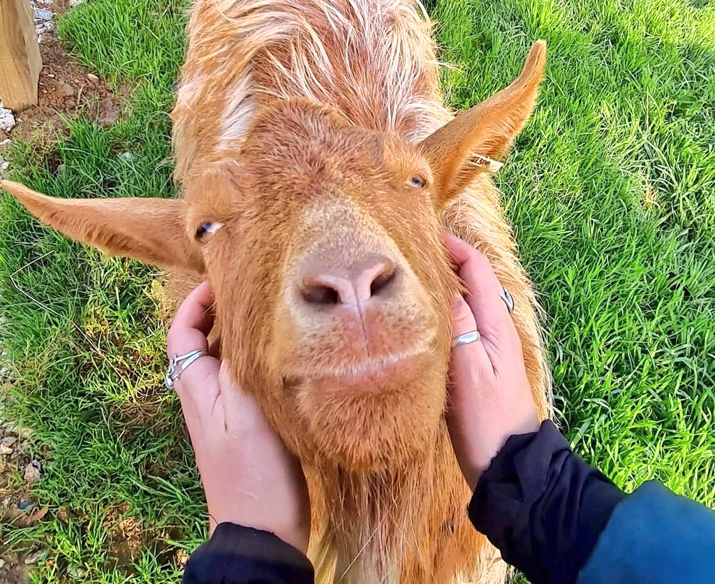 Here is an unforgettable, very pleased goat face to cheer you up, on this rather gloomy Monday afternoon 🐐 #December21