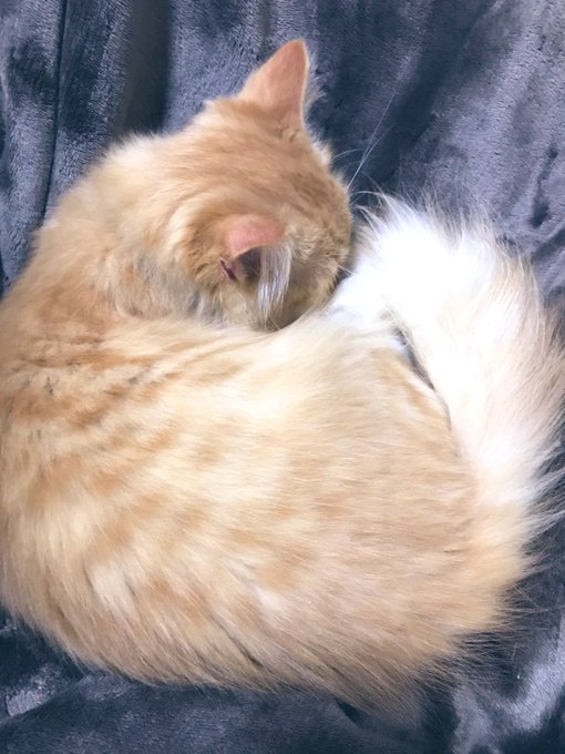 丸くなる猫のtwitterイラスト検索結果 丸くなる猫のtwitterイラスト検索結果