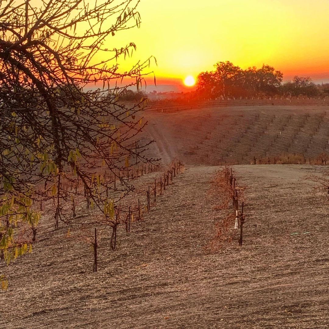 Winter mornings in the vineyards. Please remember to pick up a few bottles of your favorite Zinfandel to warm you up!⁣
⁣
📷: <a href="/PeachyCynWinery/">Peachy Canyon Winery</a>