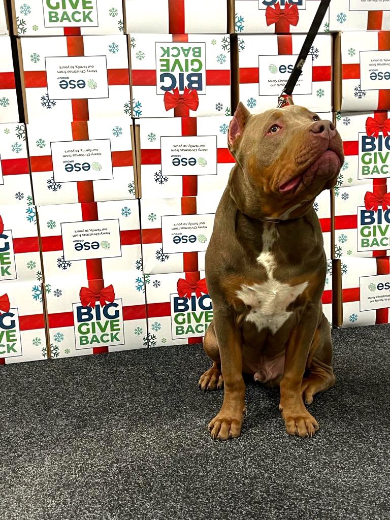 ESE_Solar's tweet photo. Our office dog was on paw to also help with our #BigGiveBack food parcels!ππ
π»
Canines love to give back to the community too! πΎβ€οΈπ
#ESEGroup #givingback #theseasonofgiving #liverpool #runcorn #widnes #sthelens #dogsofinstagram #liverpoolbusiness https://t.co/tPJyHX7fdD