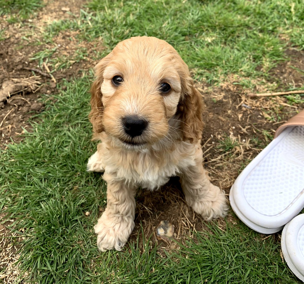 There's only one pup who can start off 2021...

Wishing you a very Happy New Year from hearing dog puppy Happy 😃🥳