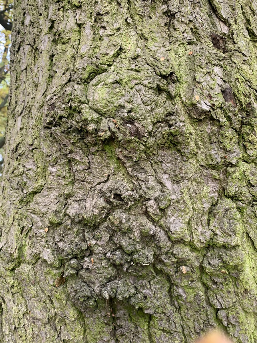 buy_prints's tweet photo. https://t.co/f0i9im9nAt

Original Photograph of a tree trunk.
I see faces in tree trunks and bring them to life!
The digitally enhanced version is above. https://t.co/aK8WUPnDs8