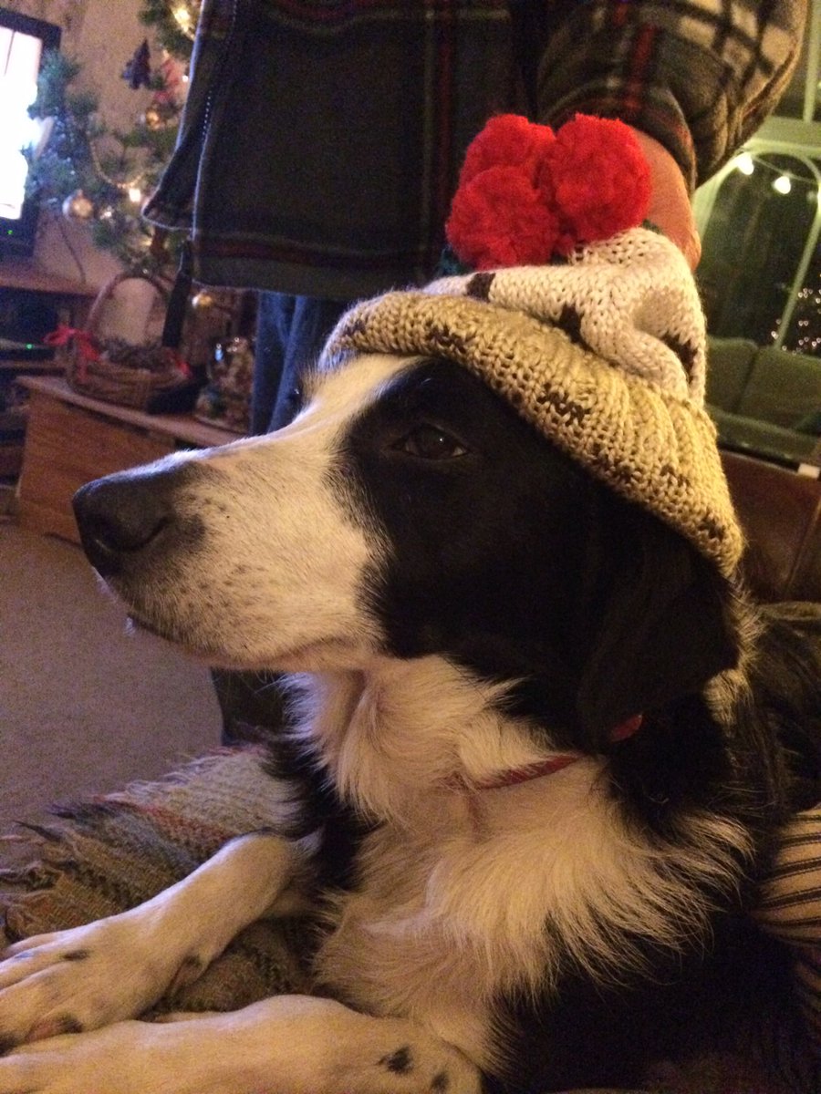 LilyGeorgia96's tweet photo. @dog_rates @bestfriends @Trupanion https://t.co/plXaGbYCoo