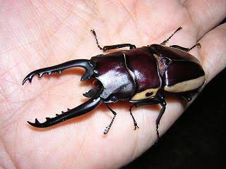 ごろー イリアンジャヤ産 のビソンノコギリがかっこいいからいつかやってみたい