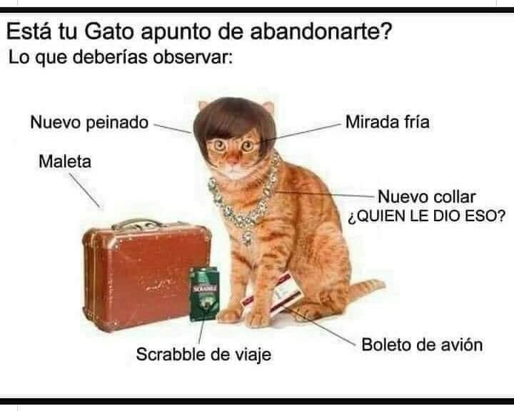 как понять что ваш кот собирается вас убить. как понять что ваш кот. если кот хочет вас убить. ваш кот пытается вас убить. как понять что ваш кот хочет вас убить.