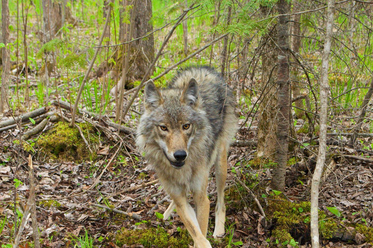 We have been asked countless times, “Do you guys carry a gun in the woods for protection from the wolves?” The answer to that question is: No. This is a long-thread so apologies but feel the info in it is worth sharing (1/13)