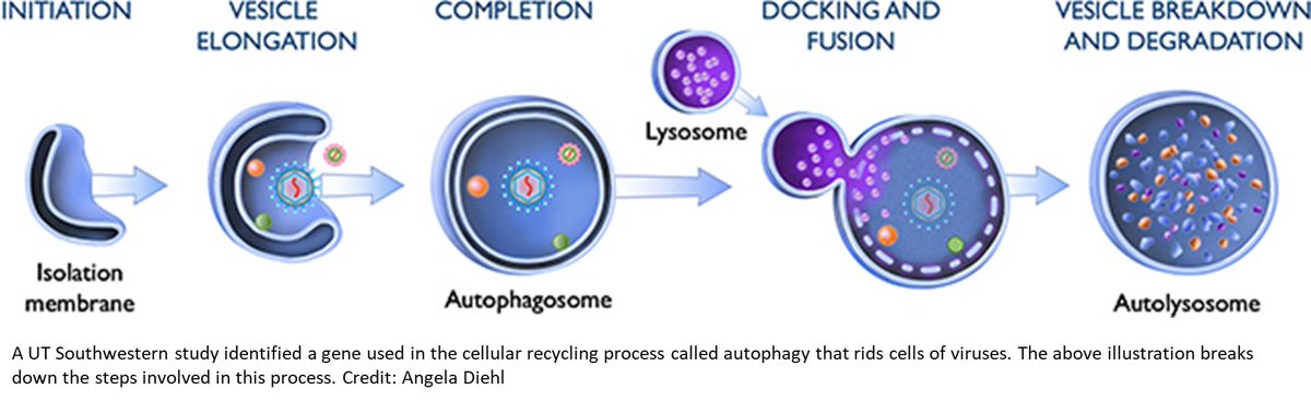 ScienceMission's tweet photo. A gene involved in viral autophagy identified
https://t.co/T1M2AXcOGN https://t.co/os6Lo9AwF8
