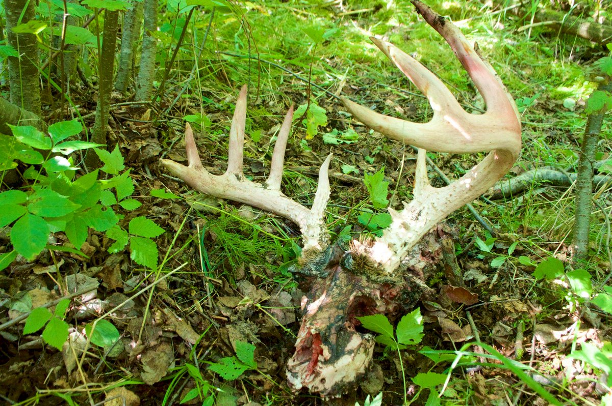 The second reason: we have had 8 people in the field pretty much everyday from April to October literally visiting all of the areas wolves spend time. In doing so, we have found hundreds of kills, some of which wolves returned to after we left the kill. (4/13)