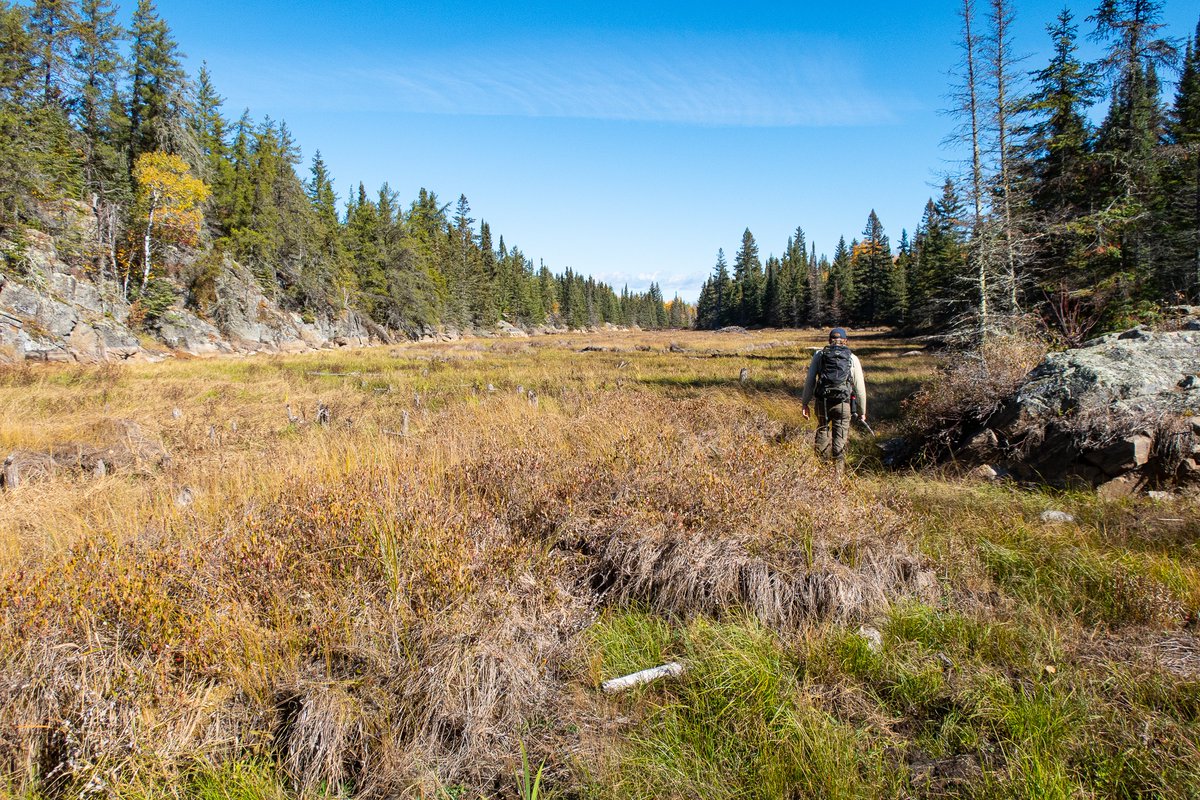 The 3rd reason: we know from our GPS-collar data that we are frequently close to wolves when in the field. We generally don't see but we know we were not far apart. And again, we are typically spending most of our time in the very areas wolves like to spend time! (6/13)