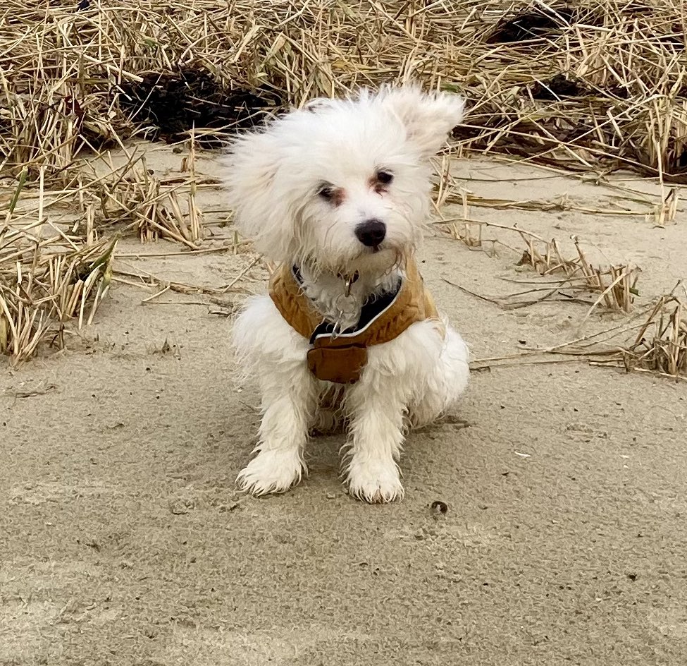 Helentschki's tweet photo. Terrible experience with @transavia flight HV5685 yesterday. We were forcefully offloaded from the plane after my 5 months old puppy made some noise before takeoff. We were treated like criminals. https://t.co/1QaCYT5NU1