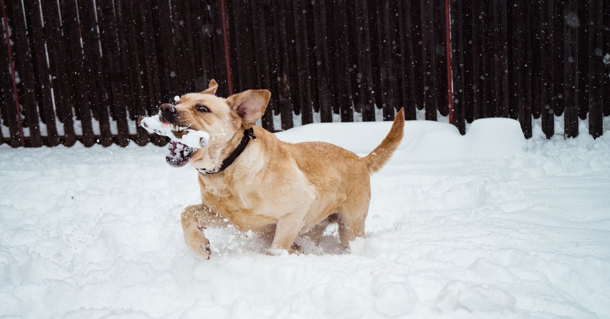 GaSelectFence's tweet image. Happy First Day of Winter ❄️  ⛄  May your yard be beautiful, a place of relaxing and playing!

#GASelectFence #Fence #McDonough #CowetaCounty #FayetteCounty #HenryCounty #Yard #BackYard #Home #House #HomeService