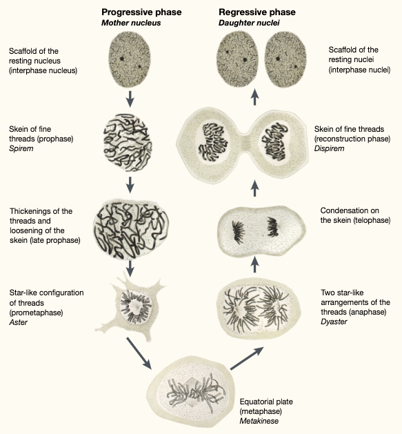 In 1882, Walther Flemming reported that “the scaffold and the network of nucleus transformed in the threads”. Since then, the mechanism behind this morphological transformation of threads, or chromosomes, has been a big question for cell biologists. 4/ https://pubmed.ncbi.nlm.nih.gov/11413469/&nbsp;