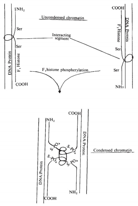 In that 1974 paper, the authors speculated that phosphorylation of H1 would weaken H1-DNA interaction but promote intermolecular interaction between H1 histones to compact chromosomes. However, the molecular function of histone H1 in mitosis remained largely speculative. 6/