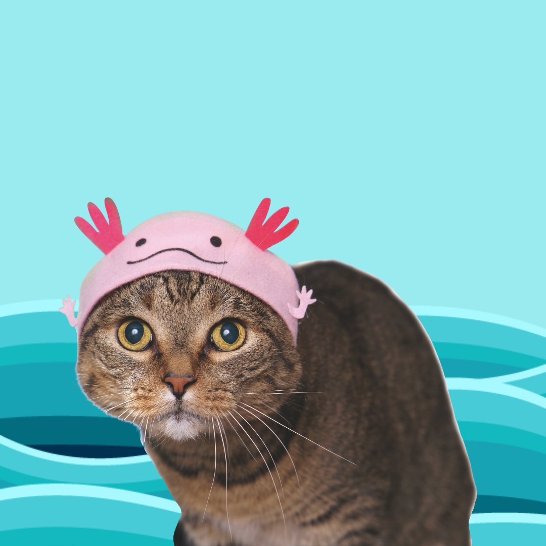 KigurumiShop's tweet photo. Cat Caps 😺Aquarium #BlindBox is here for cat lovers out there! 💕
They are featured in BuzzFeed as one of the awesome gifts to give for #cat owners this Holiday.❄️
https://t.co/DvFEBowBTq
Get the chance to collect all the 6 designs. 📷
https://t.co/nx9wid5n2s
#catcaps https://t.co/gfuVnKVacJ