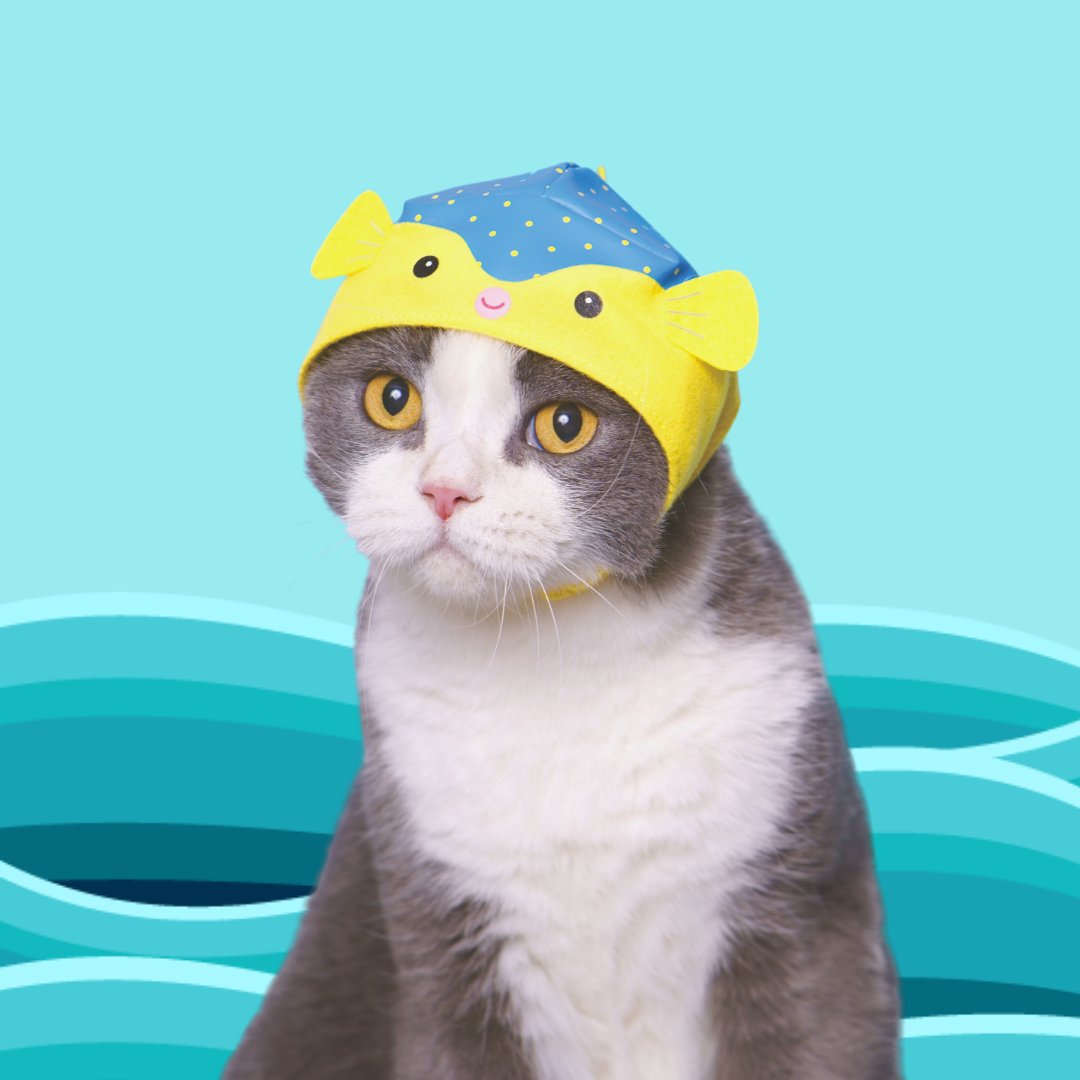 KigurumiShop's tweet photo. Cat Caps 😺Aquarium #BlindBox is here for cat lovers out there! 💕
They are featured in BuzzFeed as one of the awesome gifts to give for #cat owners this Holiday.❄️
https://t.co/DvFEBowBTq
Get the chance to collect all the 6 designs. 📷
https://t.co/nx9wid5n2s
#catcaps https://t.co/gfuVnKVacJ