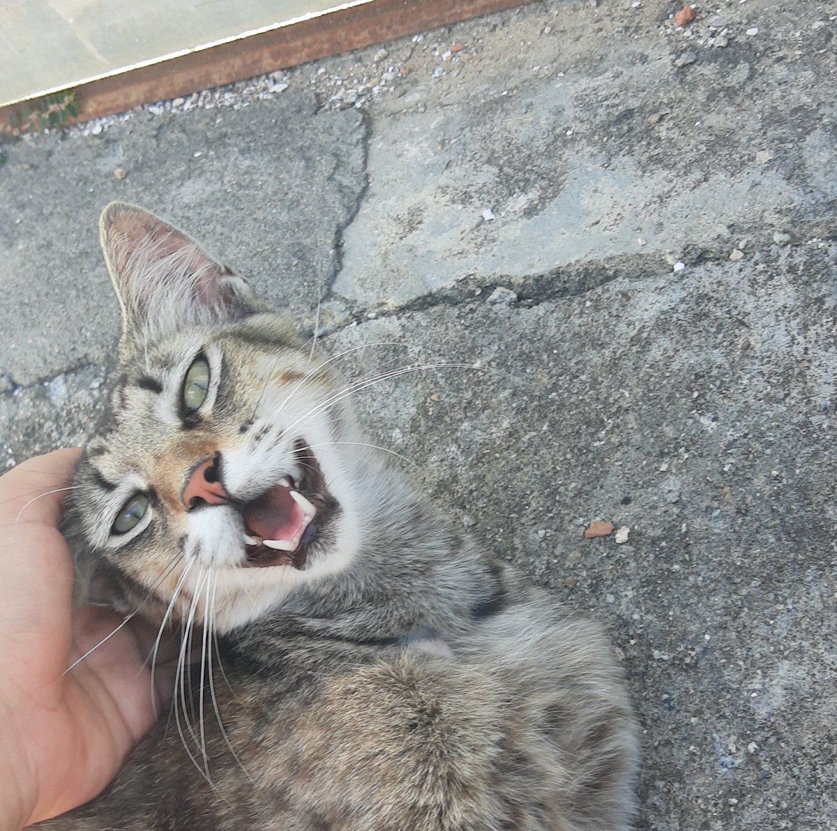 koovamp's tweet photo. puiqqqqwwwwq ser bonito assim deveria ser CRIMEEEEER https://t.co/u0SrAziARm